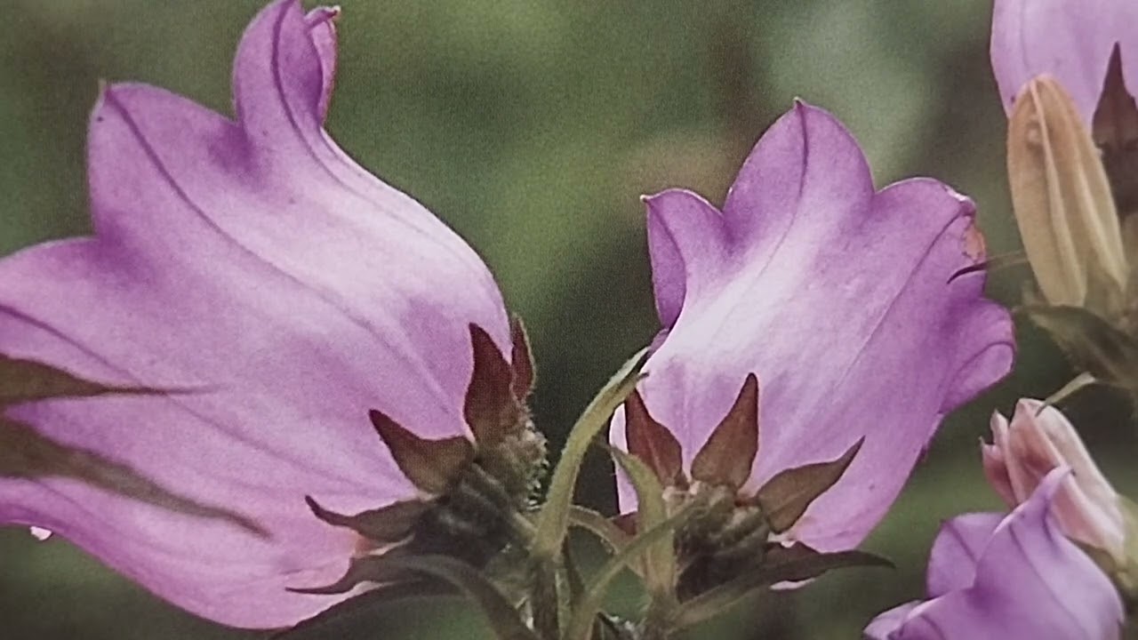 Do this - To get married quickly