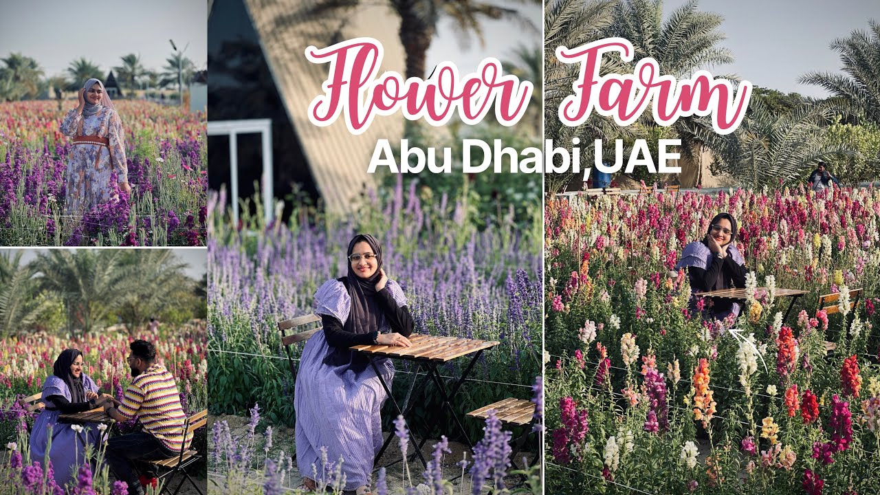 Flower Farm | Lavender Flowers in Abu Dhabi 🇦🇪 😍| Flowers Plucking Farm in Abu Dhabi | Al Ajban ,UAE