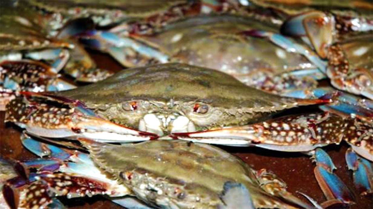 Сяочжан устремляется к морю в новом морском районе, и угорь ловит бочку!