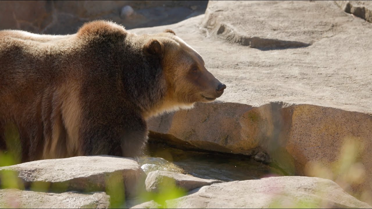 Lincoln Park Zoo Welcomes Two Brown Bears