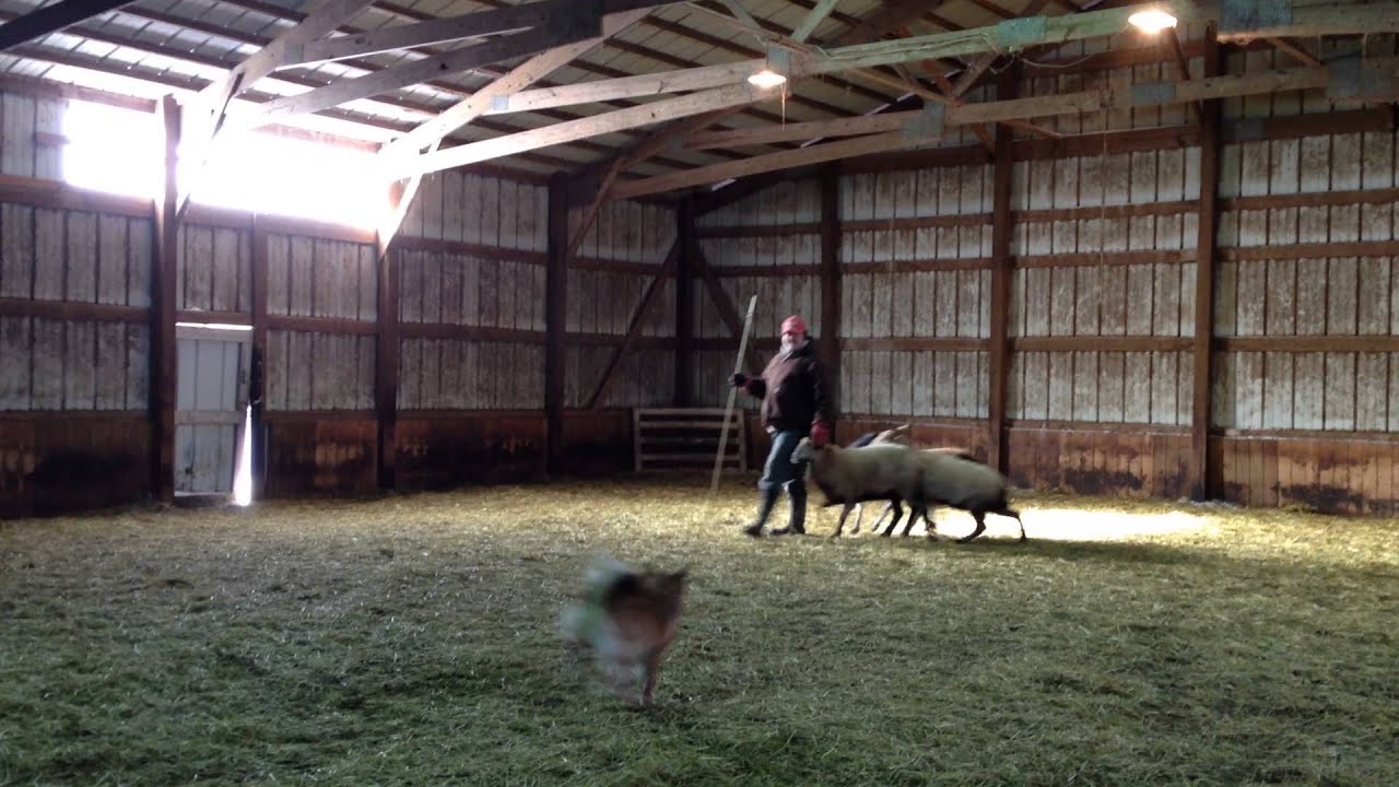 Icelandic Sheepdog Link first time herding at Hado Bar Farms