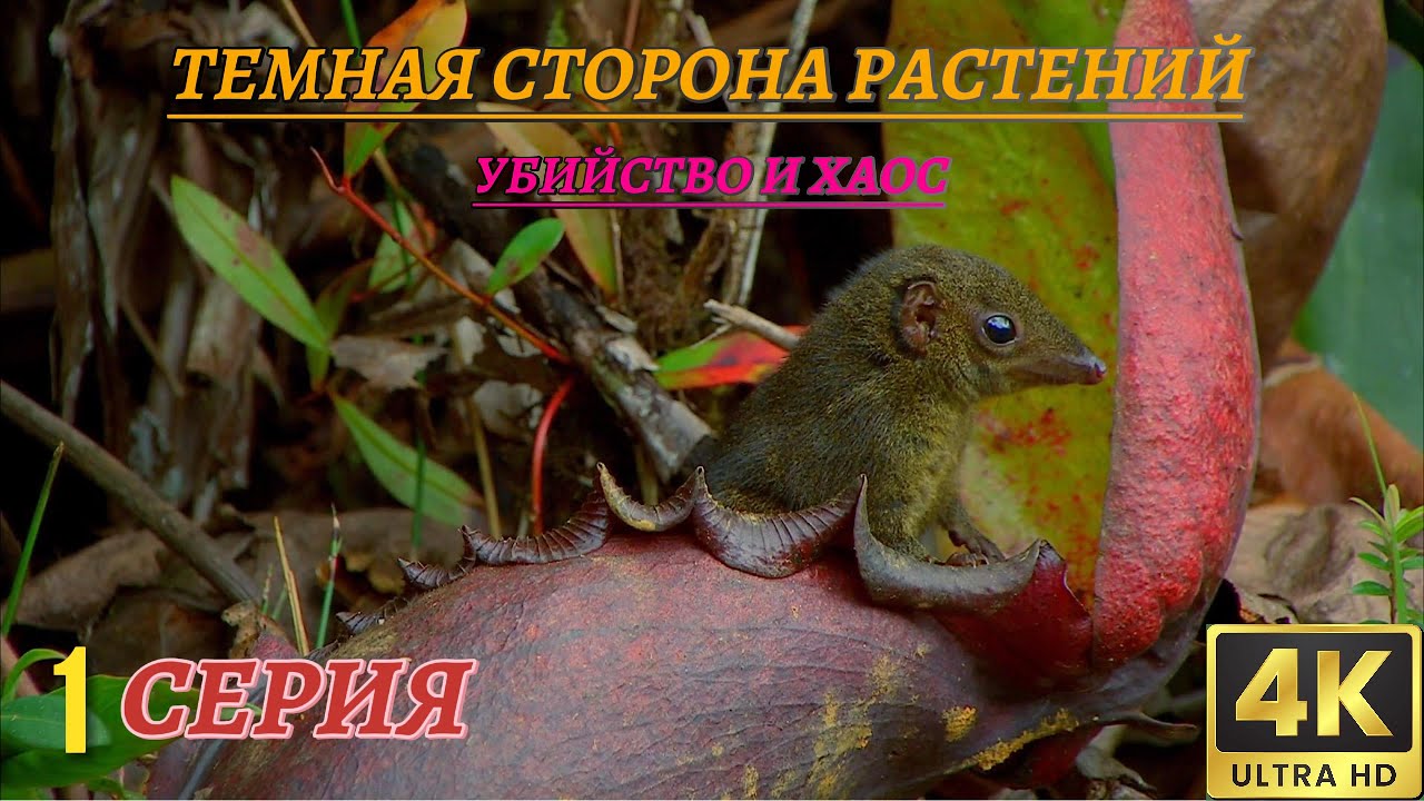Мир Дикой Природы. Растения хищники. Документальный Фильм 4K. 1 серия из 2