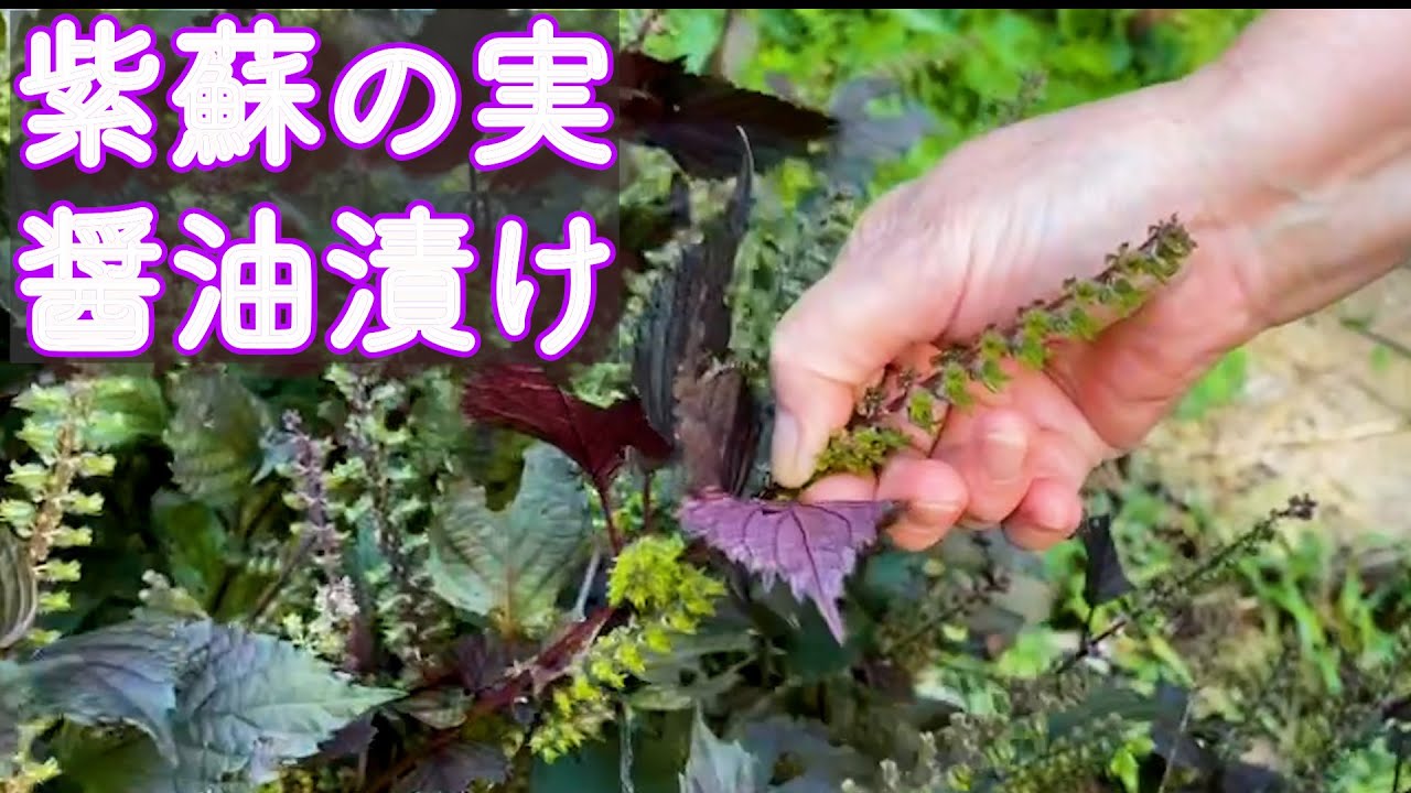 【しその実の醤油漬け】赤紫蘇に沢山実がついたので醤油漬けを作ってみました＃かき醤油