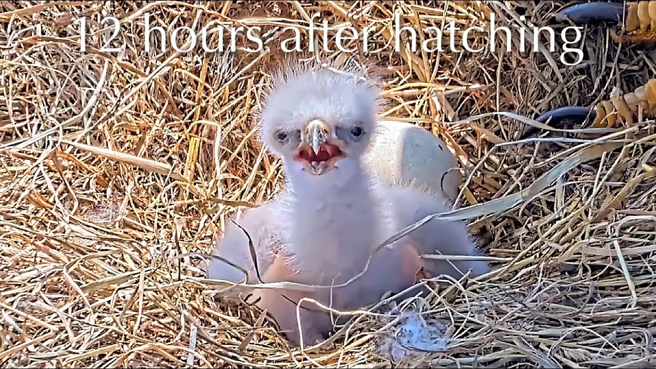 #6🦅BC28🐥0°🥚／Bluff City Bald Eagle Nest 2026／Frances💗Franklin ／ETSU/BTES Eagle Cameras