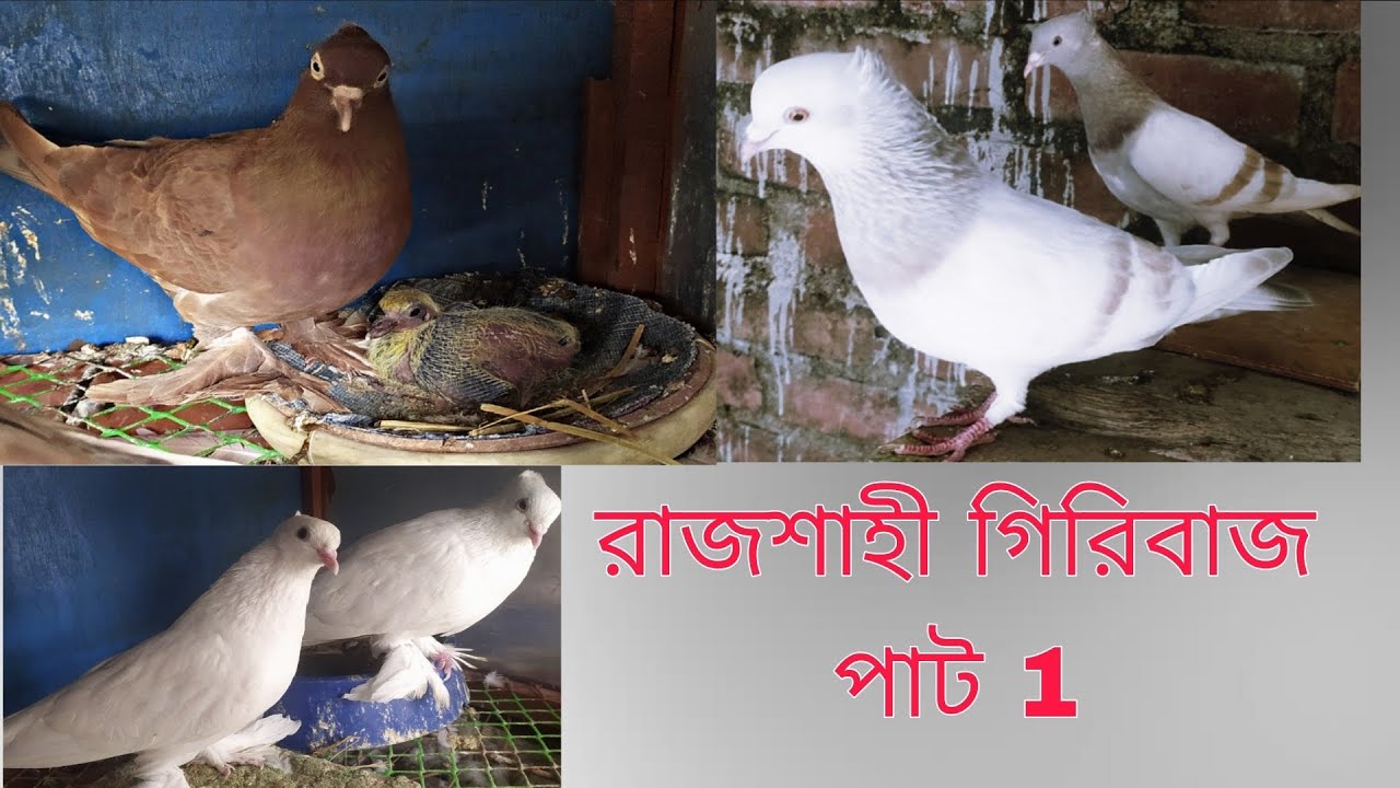 রাজশাহী গিরিবাজ 9339188620