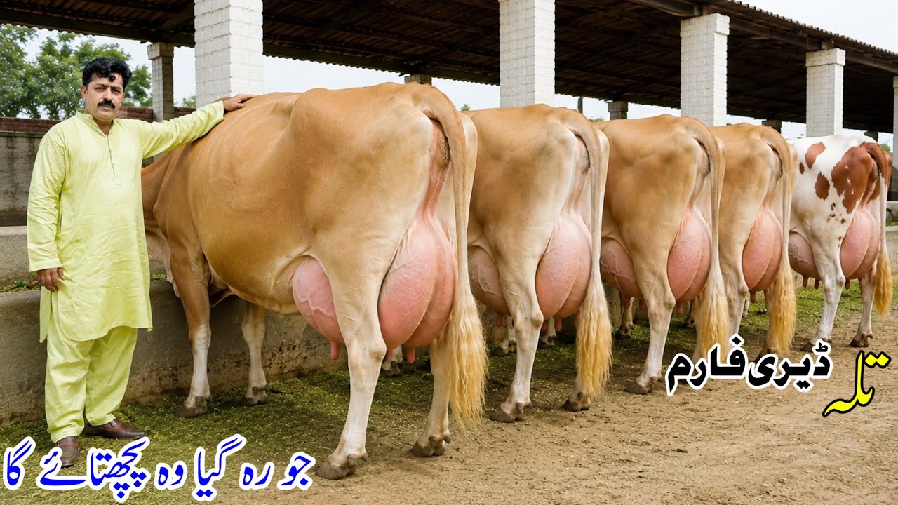 9 Jersey Cows for Sale in Punjab Pakistan 🐄🔥 | Talla Dairy Farm | Special Low Price Sale