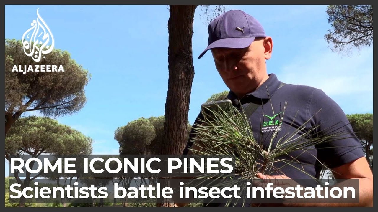 Scientists battle to save Rome’s iconic pines from insect invaders
