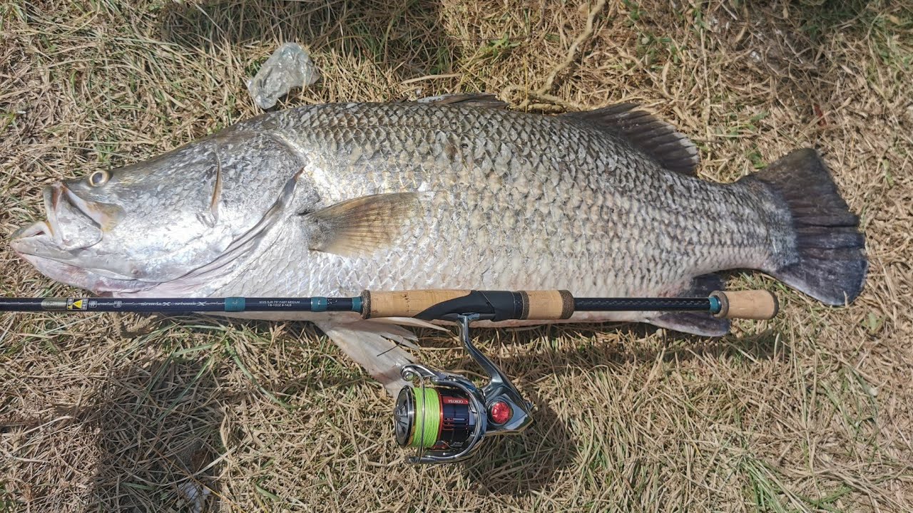 ตกปลากระพงชายฝั่ง... ใหญ่ที่สุดในชีวิต​ 10KG.  💪🎣 #ตกปลา #ตกปลาชายฝั่ง #ตกปลากระพง