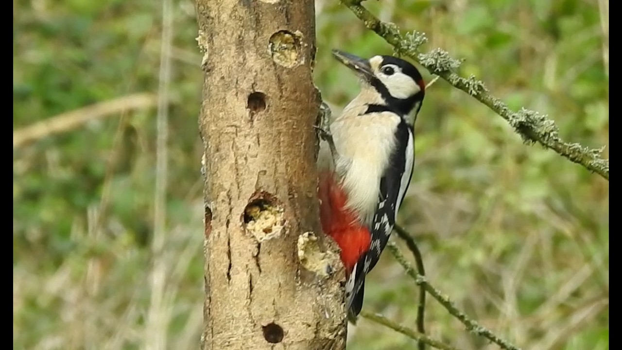 Woodland Wildlife at Folly Farm, March 14th
