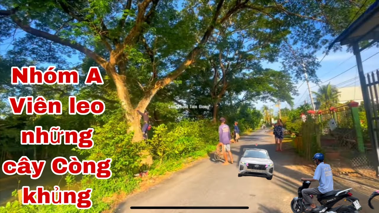 Toàn cảnh a viên và nhóm cưa hàng cây Còng khủng bên đường 