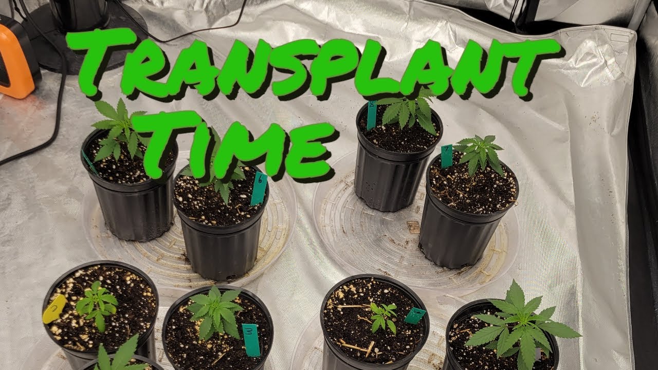 Transplant Time 