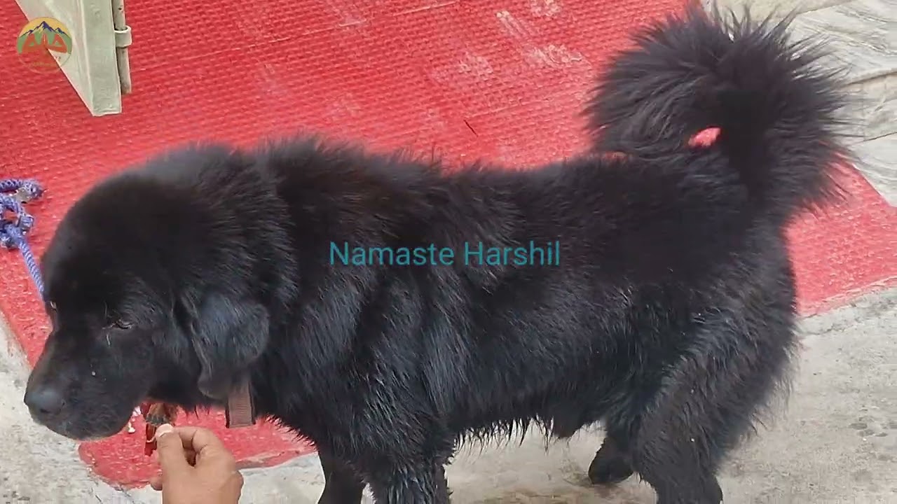 Himalayan sheep dog 😍 10 साल का है ये भोटिआ डॉग 🙏 quality no 1 