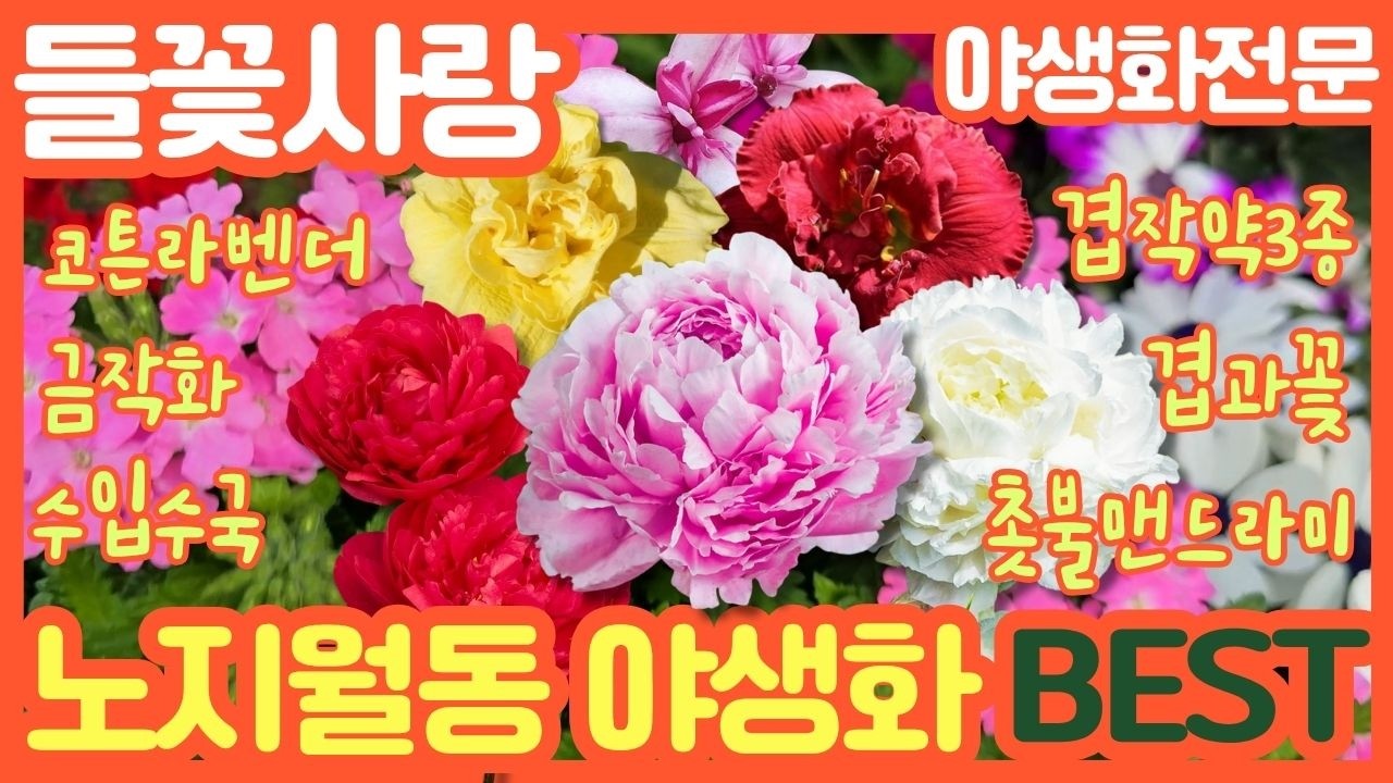 🌸들꽃사랑 3월25일 #겹작약 #피오니 #겹과꽃 #촛불맨드라미 #영춘화 #금작화 #수입수국 #풀모나리아 #학의무설란 #겹금어초 #송엽국 #사루비아 #다이아몬드 #gardening