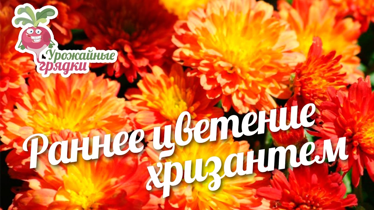 Когда доставать хризантемы из погреба? Раннее цветение хризантем#urozhainye_gryadki