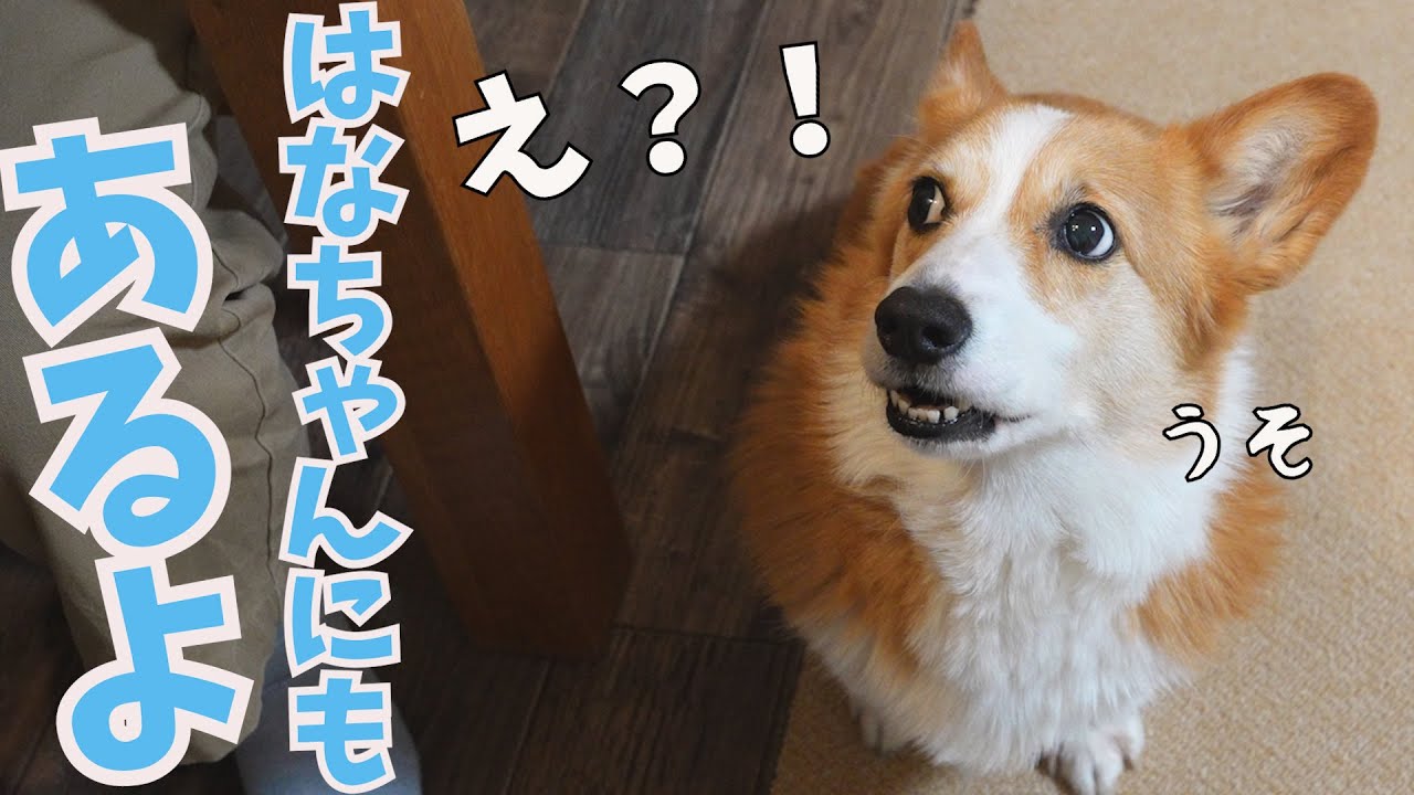 バレンタインに自分の分があると分かった瞬間の愛犬の反応がかわいい