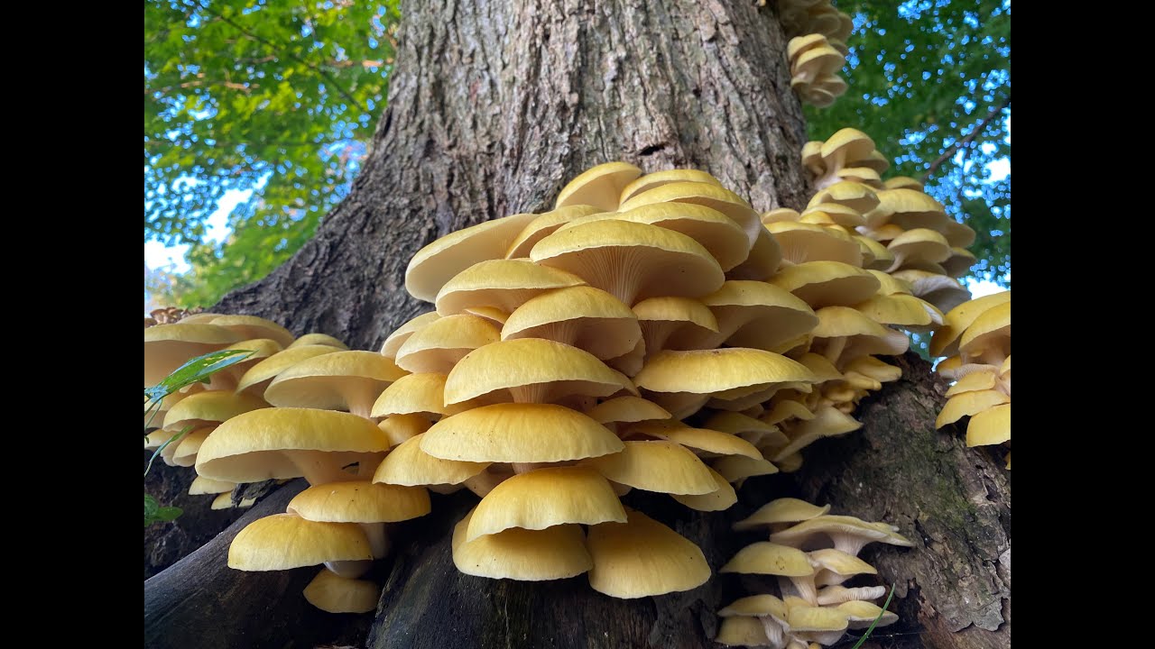 (Epic Haul!!) Foraging for Golden Oyster Mushrooms in New York