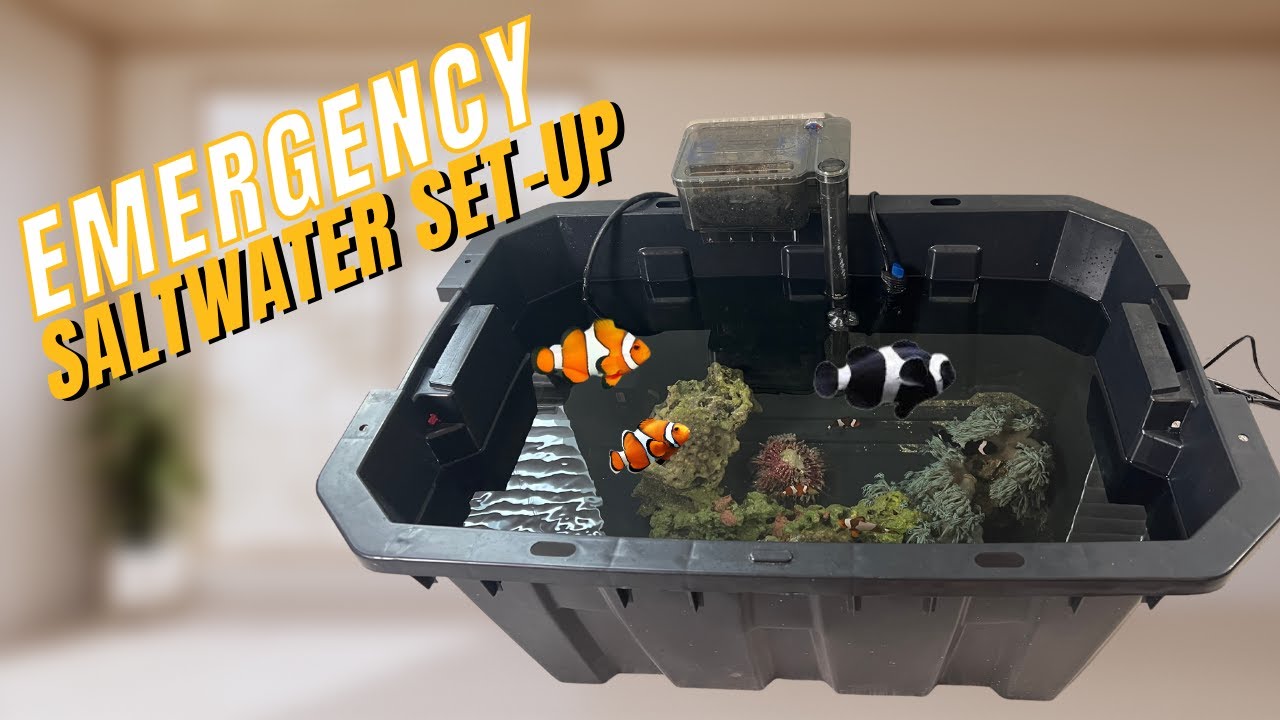 Building a Saltwater Holding Tank (Budget)
