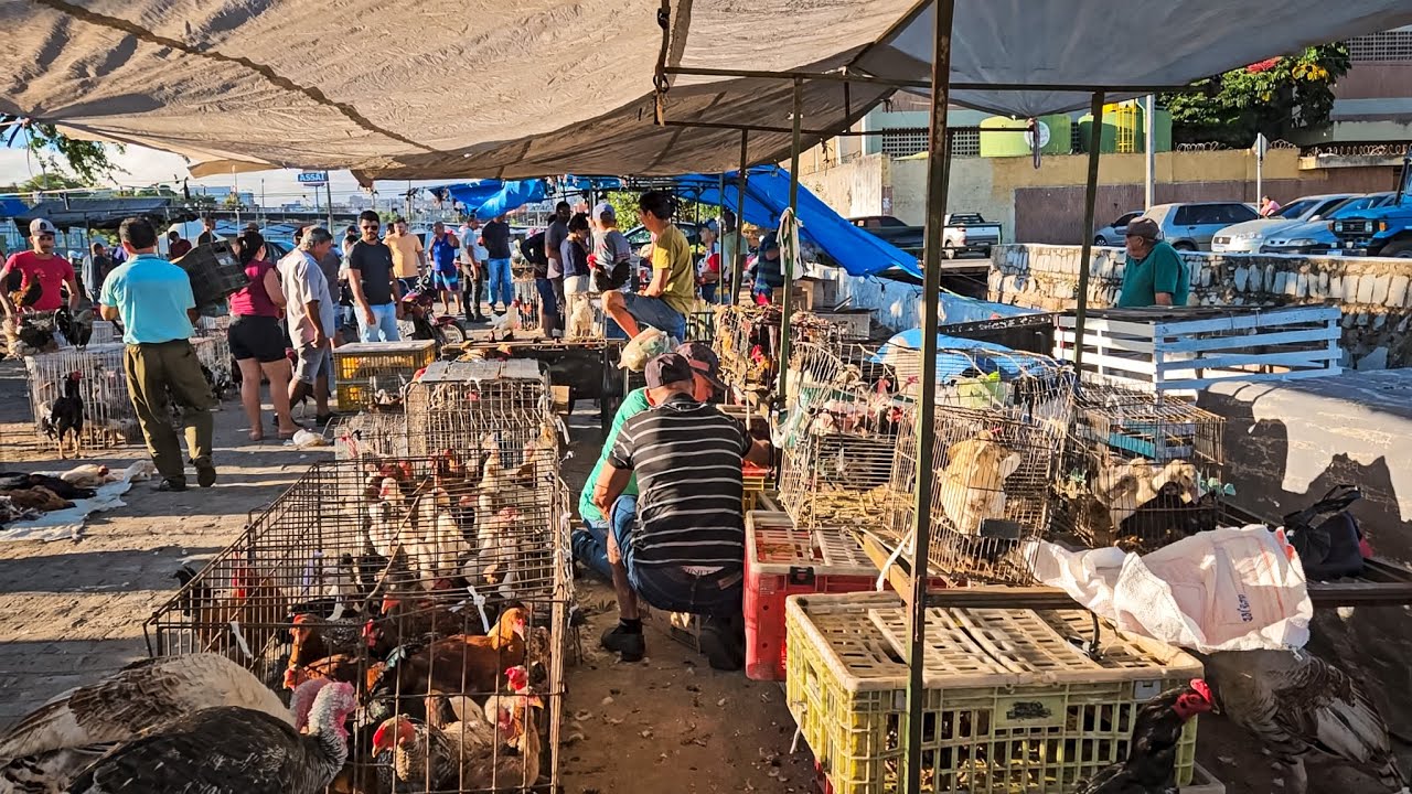 FEIRA DE GALINHA DE CARUARU PE, SÁBADO, (24/01/25) #nordeste