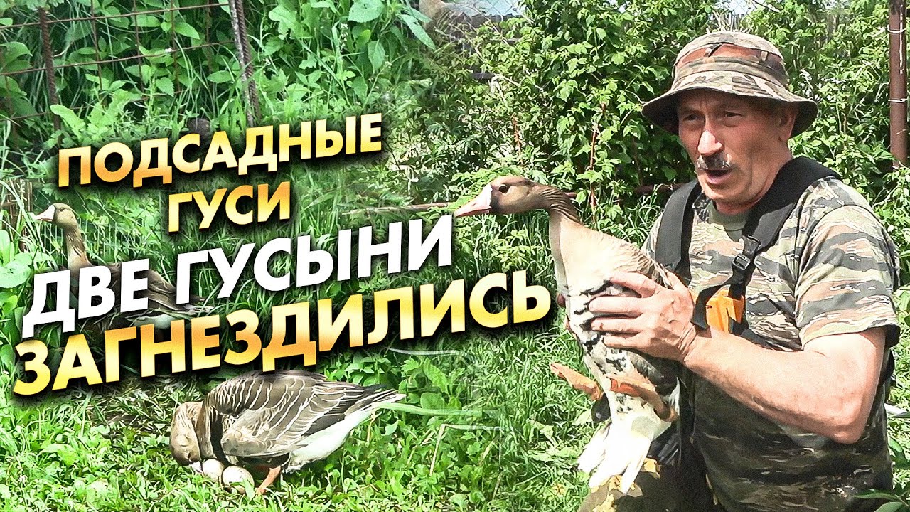 Подсадные гуси / ДВЕ ГУСЫНИ ЗАГНЕЗДИЛИСЬ !