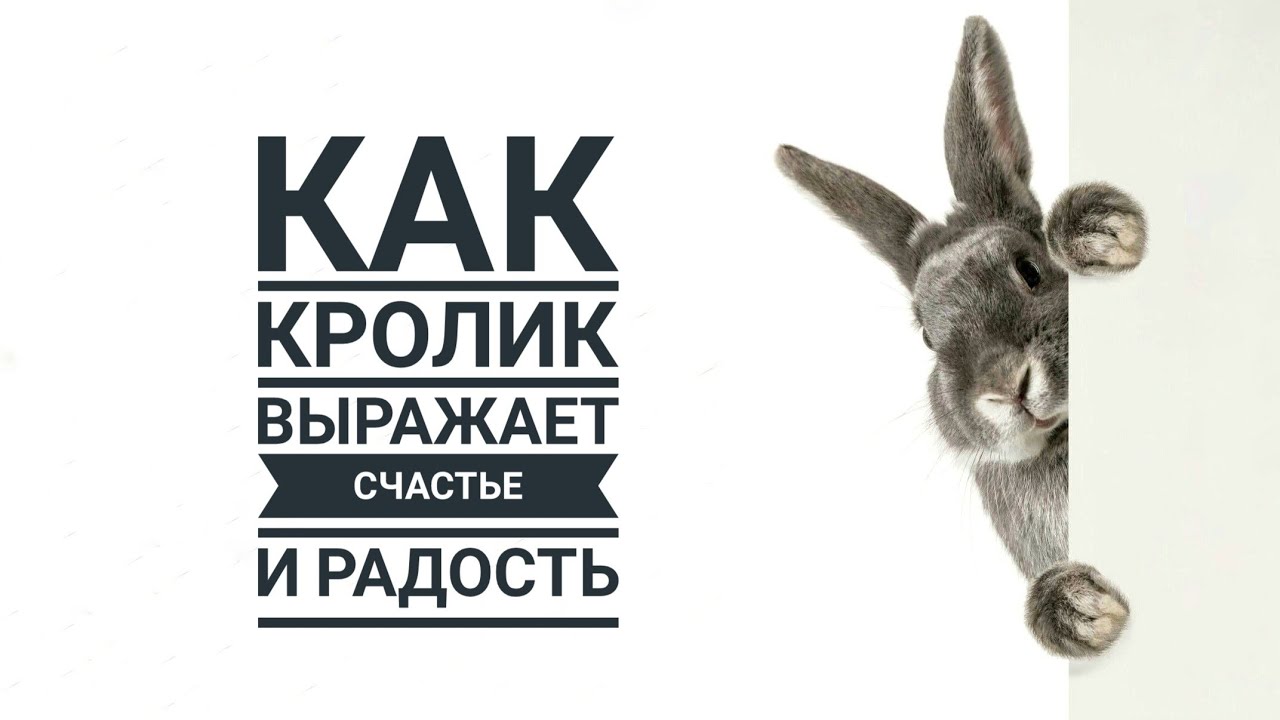 Как понять, что кролик счастлив / How to tell if a rabbit is happy
