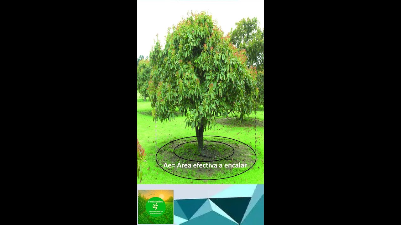 Cómo medir el área  a encalar por planta en un cultivo de aguacate.