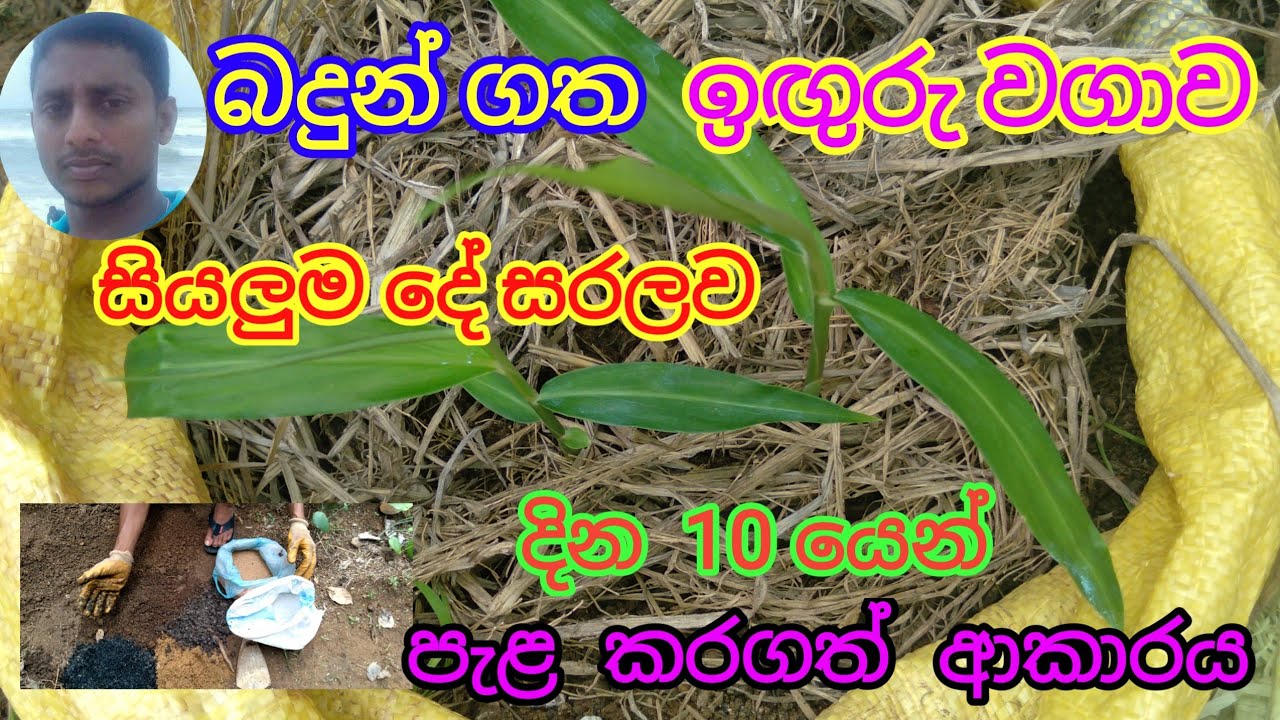 iguru wagawa/බදුන් ගත ඉඟුරු වගාව සරලව/ඉඟුරු වගාව/Cultivation of potted ginger/my lanka ppc/ඉඟුරු/