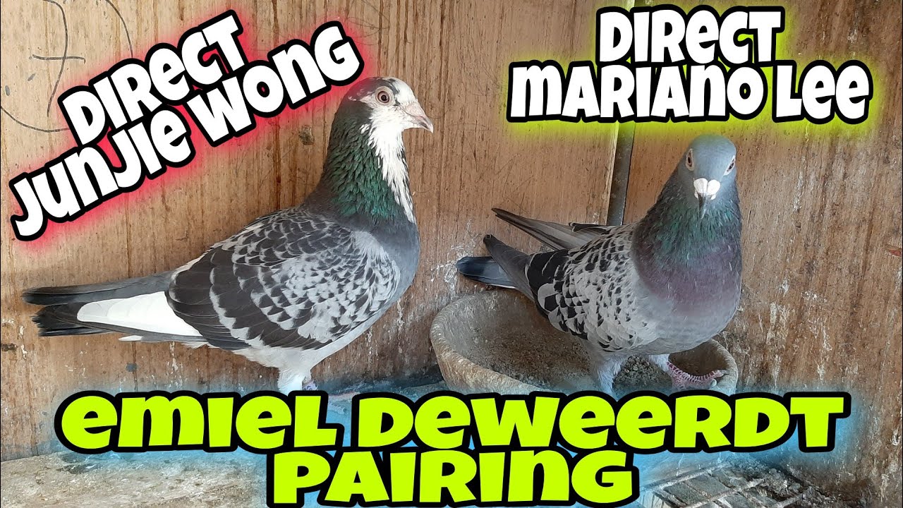 BAGONG MALUPIT NA PAIRING EMIEL DEWEERDT MARIANO LEE BIRDS ❤