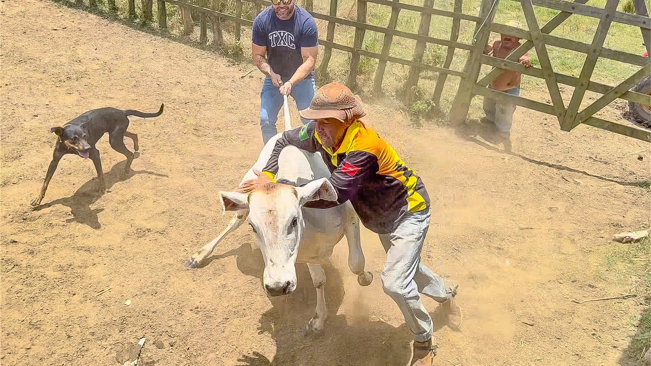 VAQUEIRO SE ARRISCA NA PEGA DO GADO NELORE ￼COM PILILIU E EDYR VAQUEIRO 🐂😱 | DANILO PIMENTA
