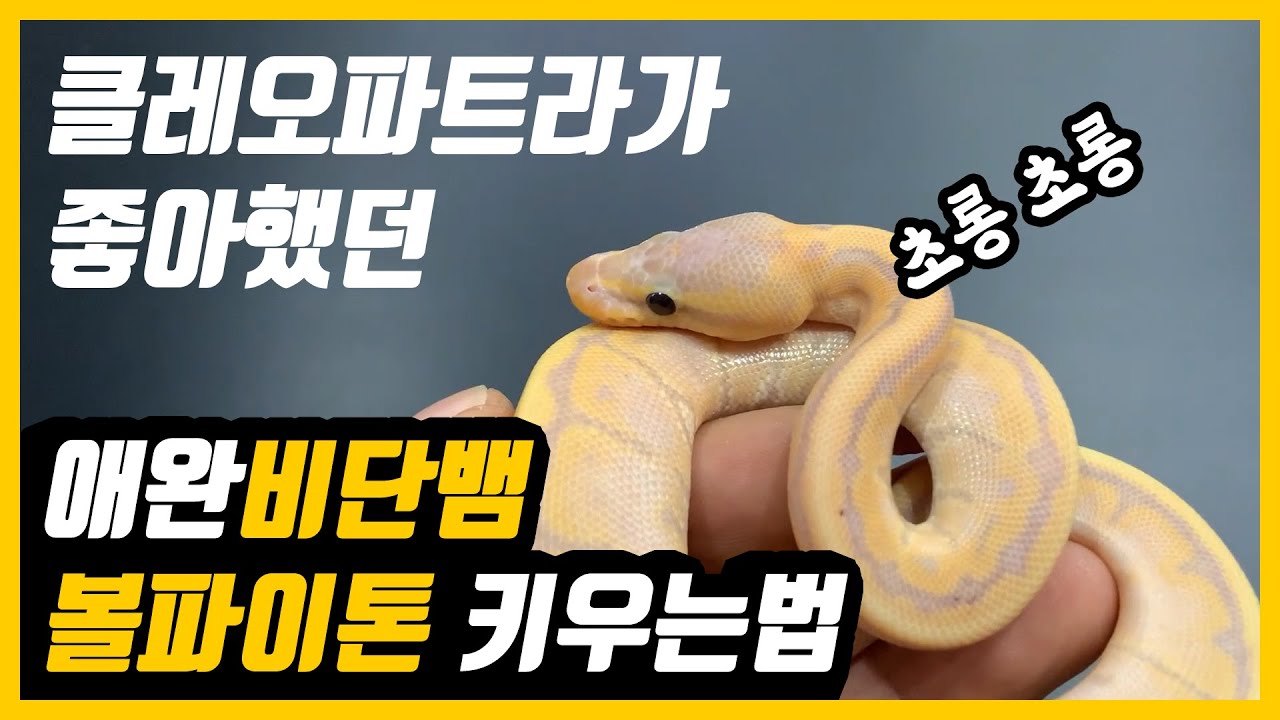 클레오파트라가 좋아하던 애완뱀! 볼 파이톤#1 키우는법/사육정보