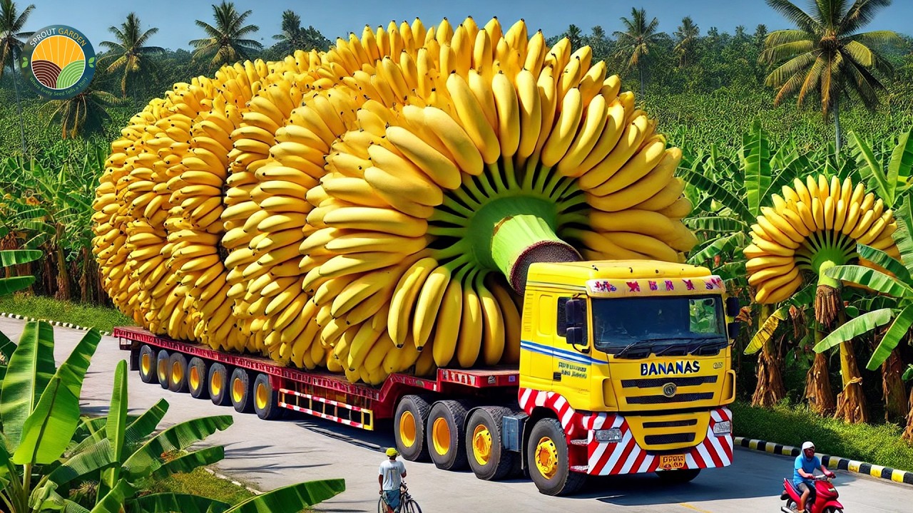 Amazing Organic Banana Indian Farmers Harvesting & Exporting Process | Farming Documentary