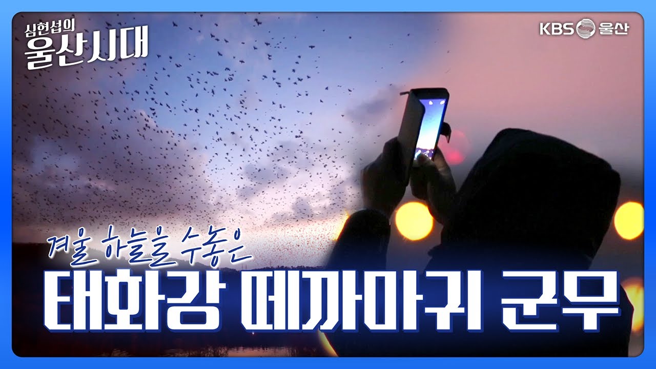 심현섭의 울산시대 (울산 한 바퀴) 겨울 하늘을 수놓은 태화강 떼까마귀 군무