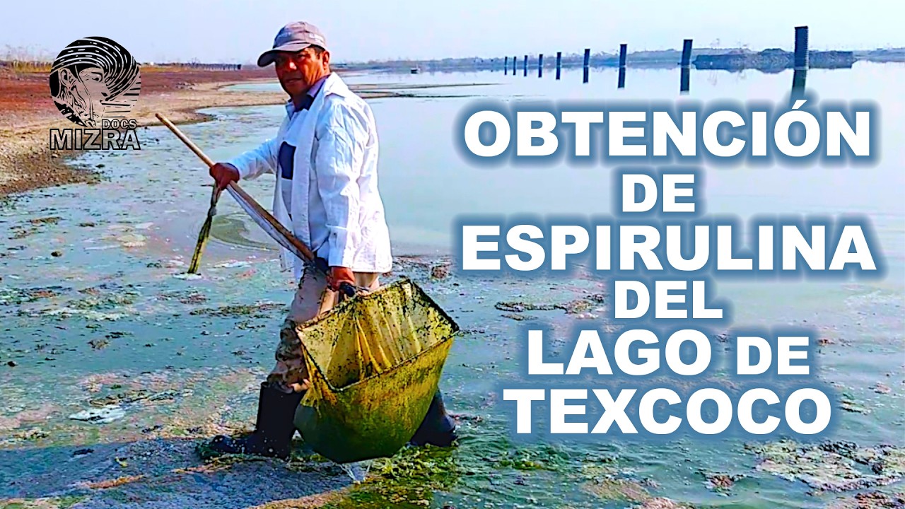 Obtención de espirulina del Lago de Texcoco