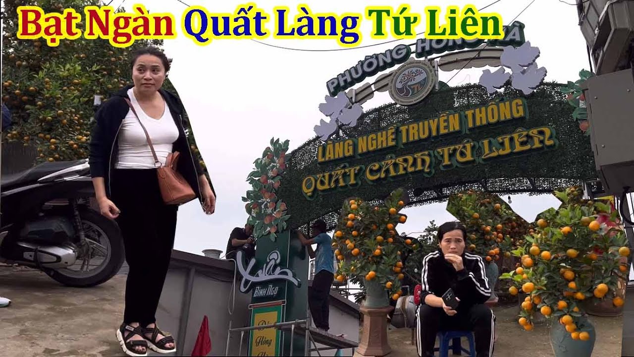 Toàn Cảnh Nhộn Nhịp Làng Quất Tứ Liên Chuẩn Bị Tết 2026