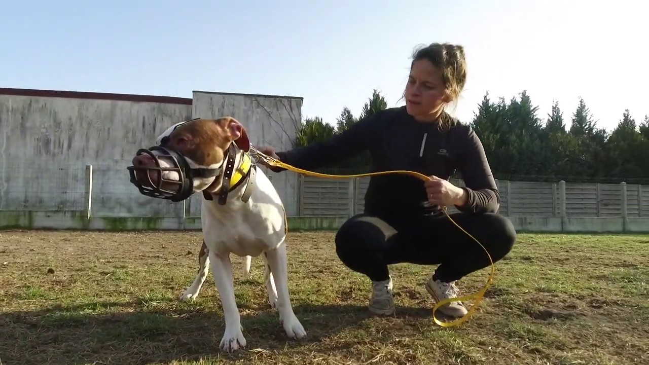 RÉÉDUCATION AMSTAFF REDNOSE / ENTRAÎNEMENT DOGUE ARGENTIN
