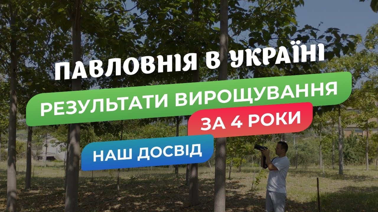 Павловнія в Україні на 4 й рік. Наш досвід.