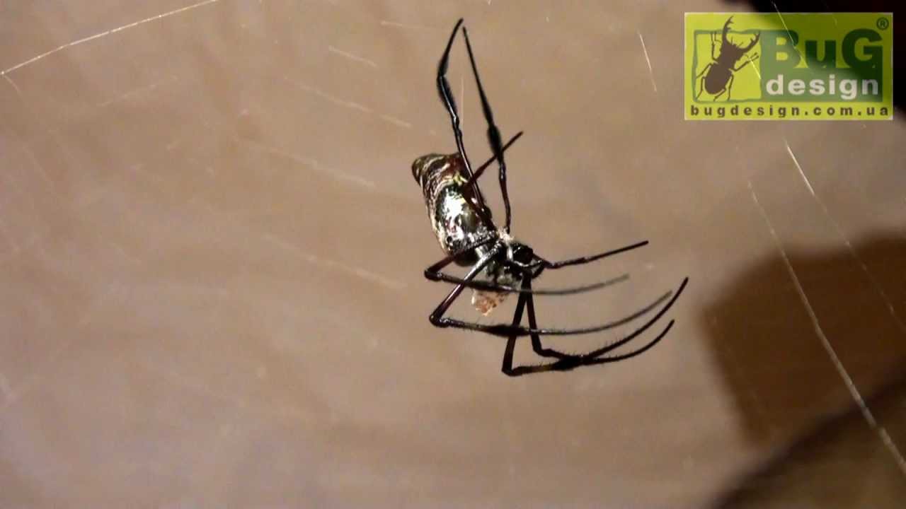 Nephila madagascariensis female molting