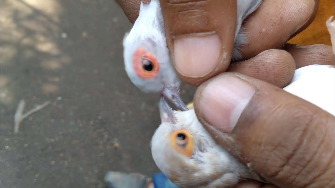 Difference between male & female diamond dove(Loving pets Empire)