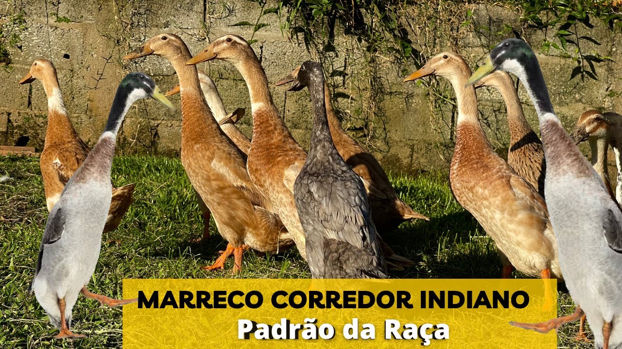 Marreco corredor indiano (Padrão da Raça) #AVES #MARRECO #DUCK
