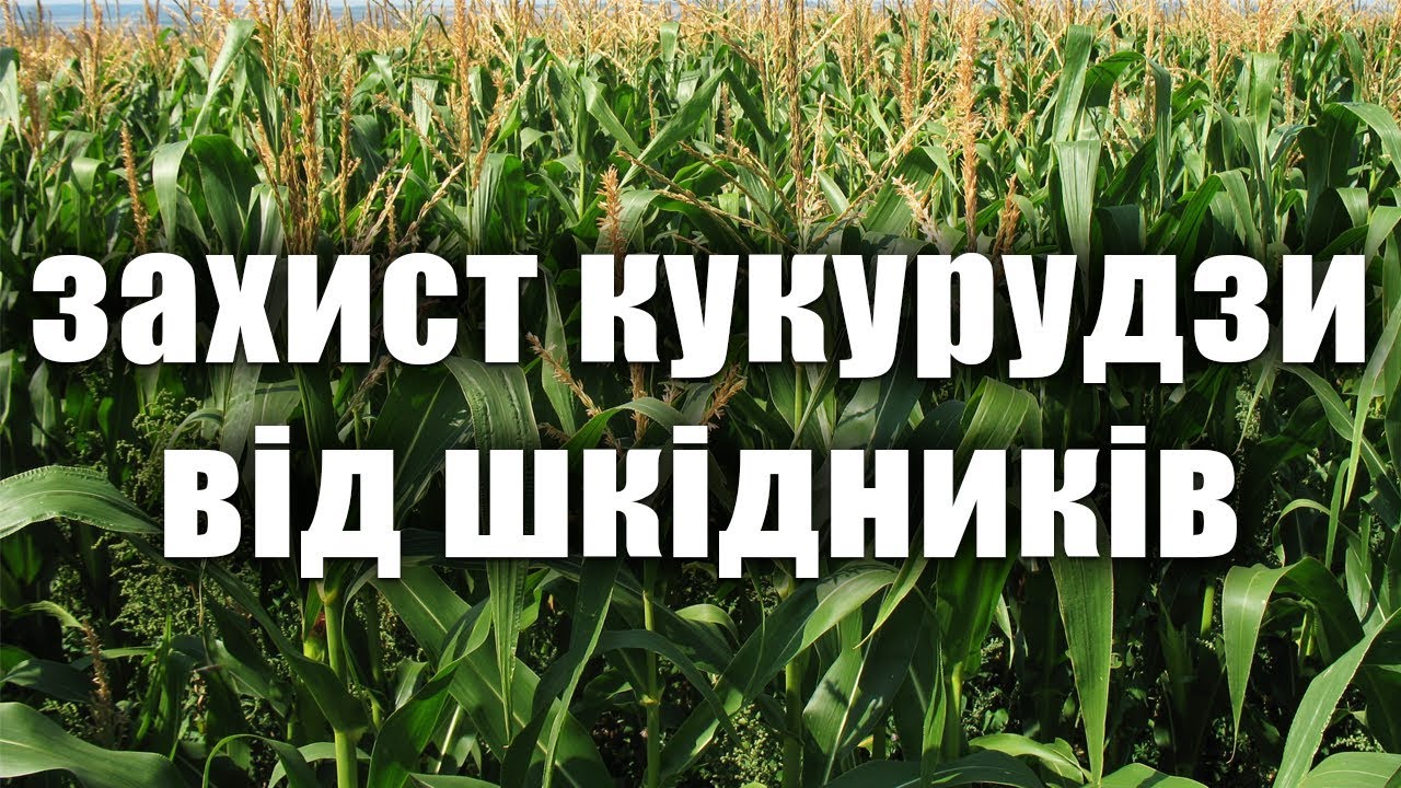 Защита кукурузы от вредителей. Лучший инсектицид для кукурузы.