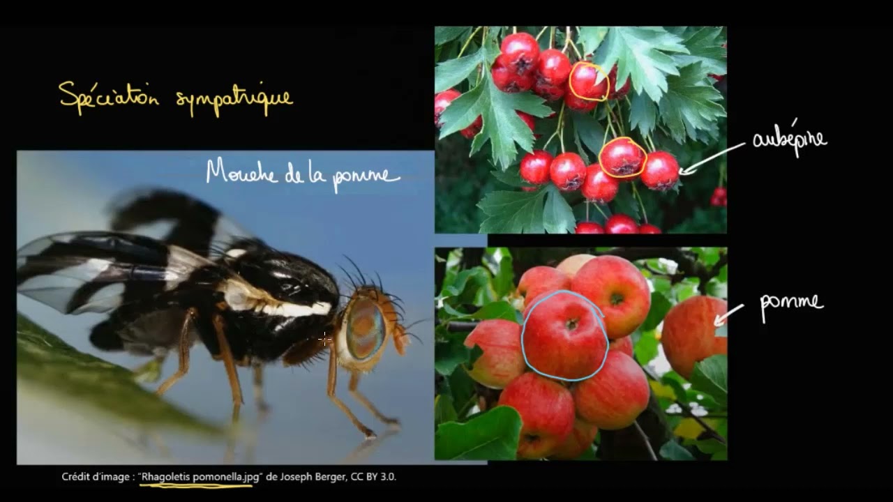 Spéciation