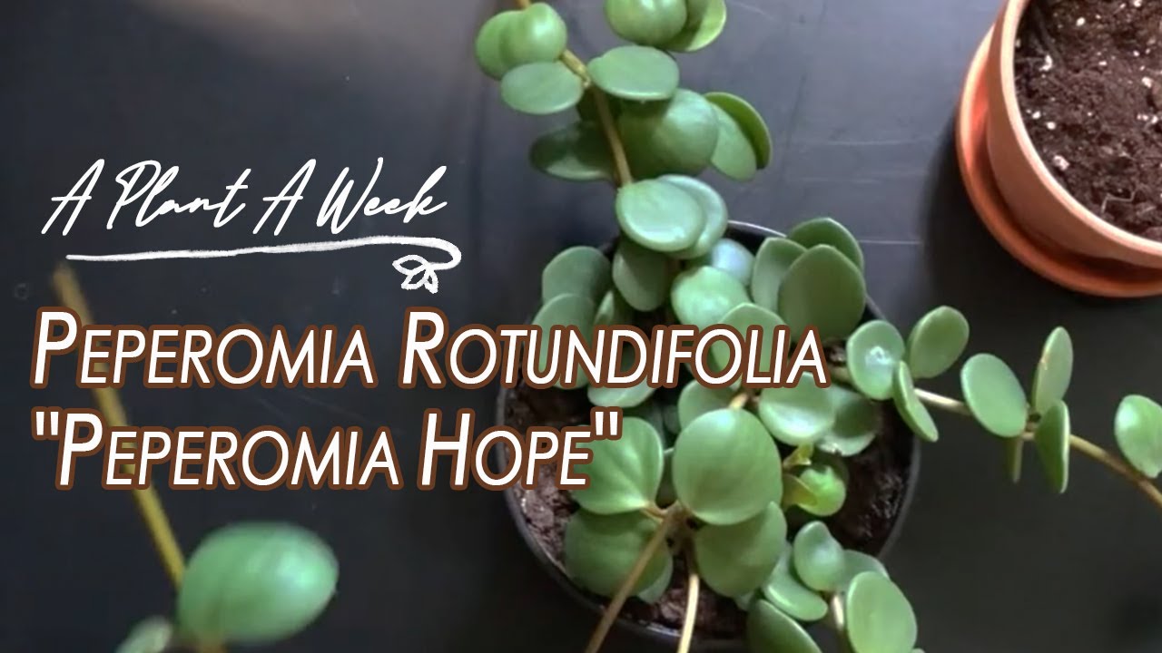 Peperomia rotundifolia 
