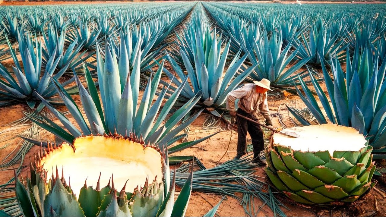 How Farmers Grow & Harvest Blue Agave for Premium Tequila | Making Tequila from Agave