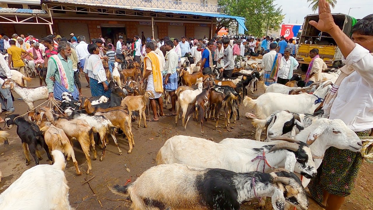 Rate of Goats in Tumkur market - ಕ್ಯಾತ್ಸಂದ್ರ ಸಂತೆ