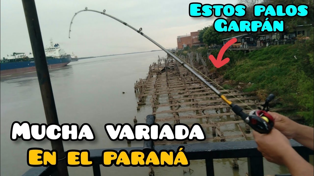 PESCA VARIADA EN EL PARANÁ A PURO PIQUE ! CLUB MITRE, ROSARIO.