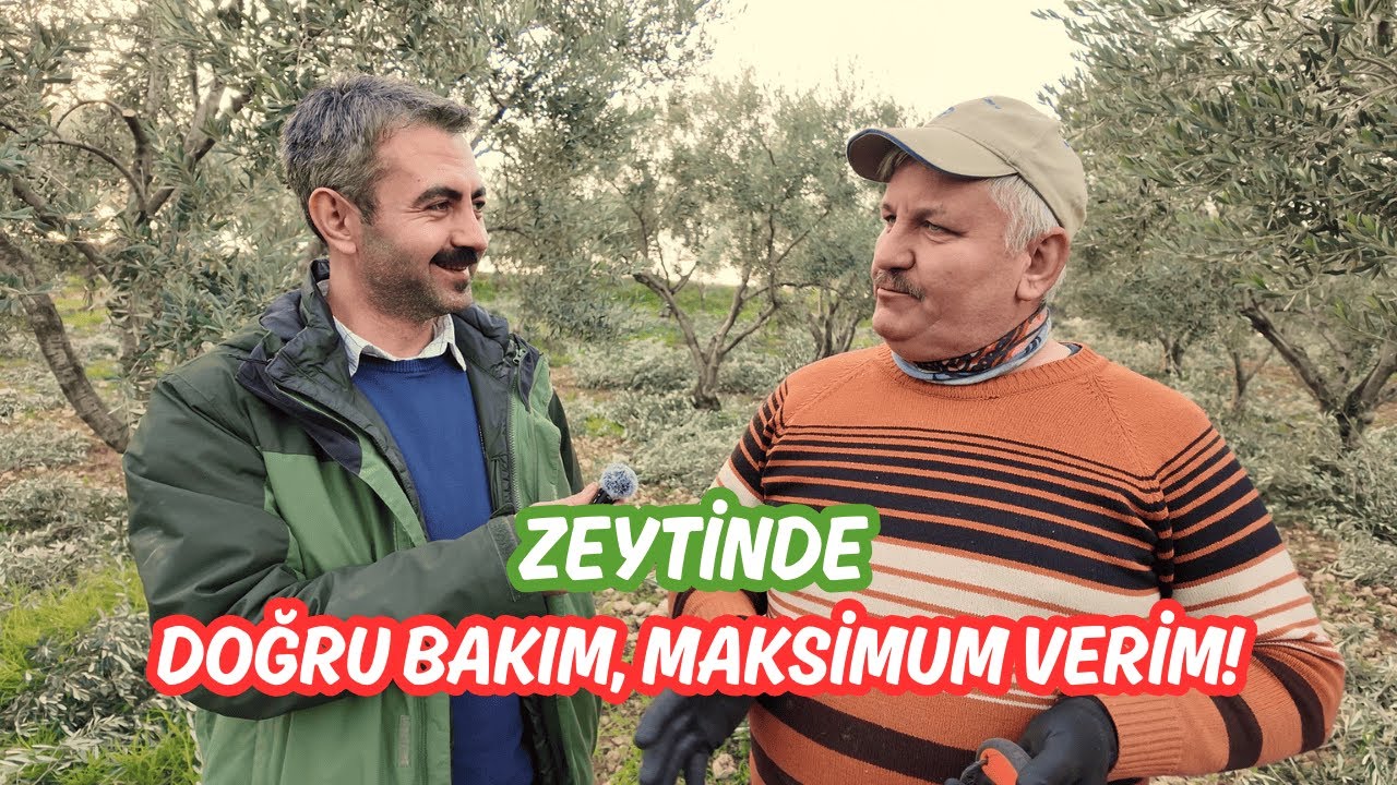 Zeytinde Doğru Bakım, Maksimum Verim! #zeytin #tarım #çiftçi