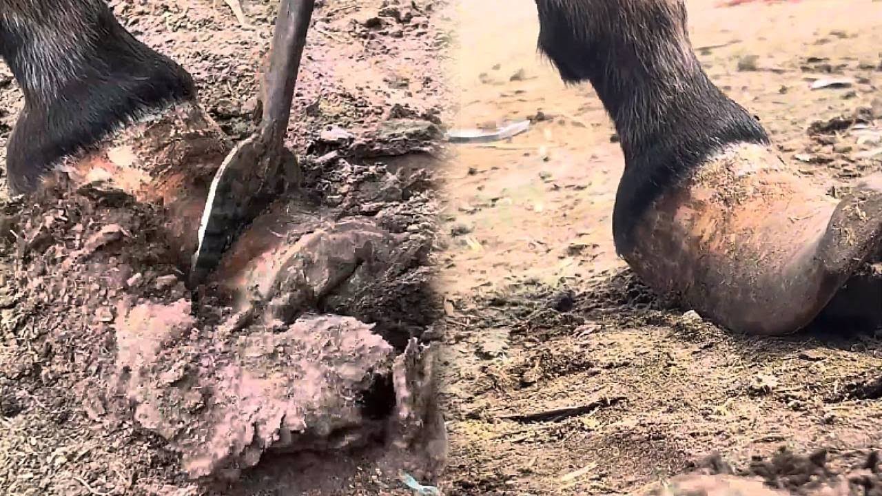 The 17-year-old mule suffered greatly! The emaciated, lame mule had bound feet with hidden blisters