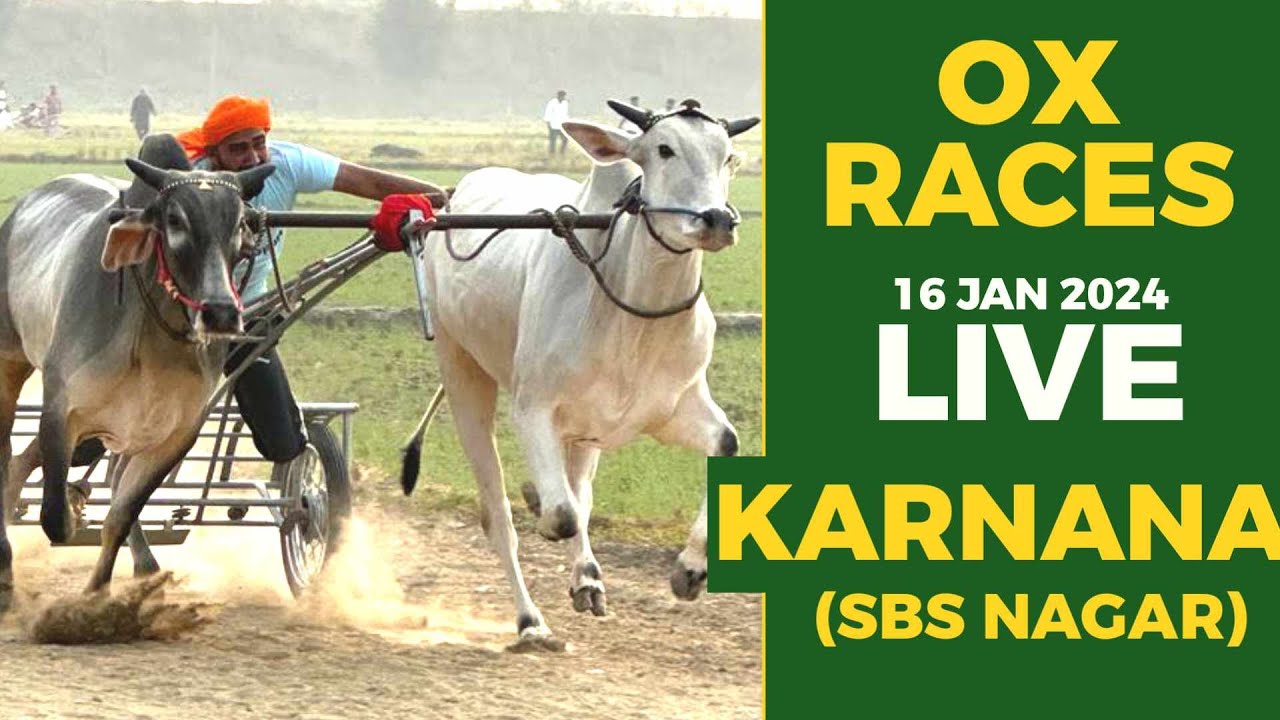🔴[Live] Karnana | SBS Nagar | Punjab | ਬੈਲ ਗੱਡੀਆਂ ਦੀਆਂ ਦੌੜਾਂ | Ox Races | 16 Jan 2024
