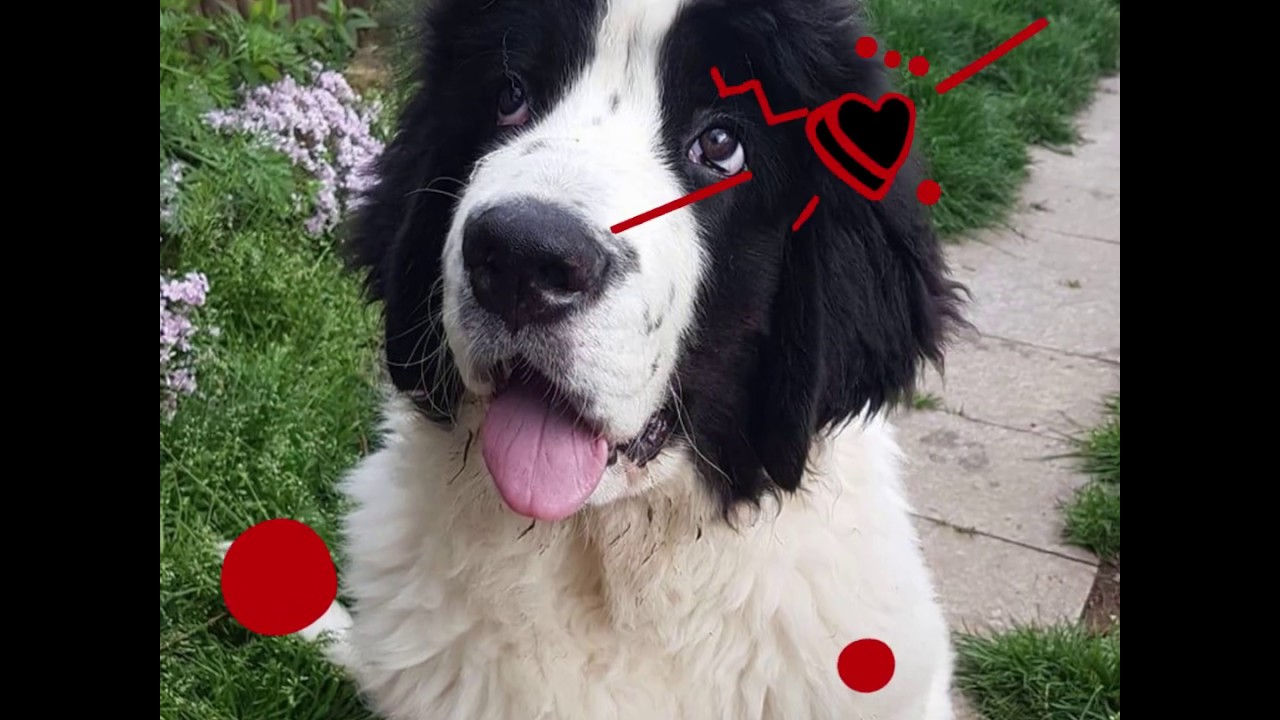 I nostri Cuccioli di Landseer con Pedigree | Allevamento Landseer Puppy