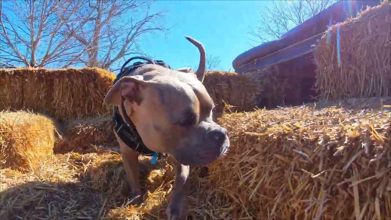 Shadow is doing some exploring at the dog park.🐾 #dogsofyoutube #dogpark 