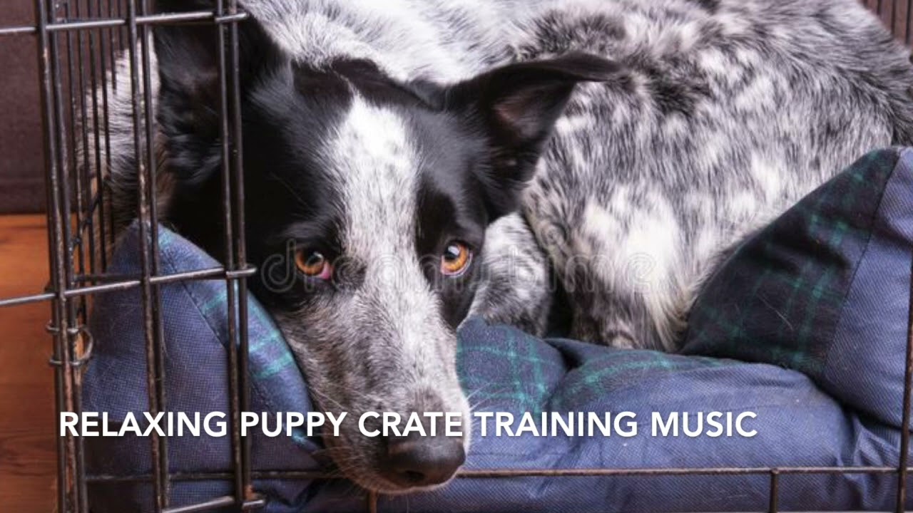 Relaxing Dog / Puppy Music | Crate Training Music 2 Hours
